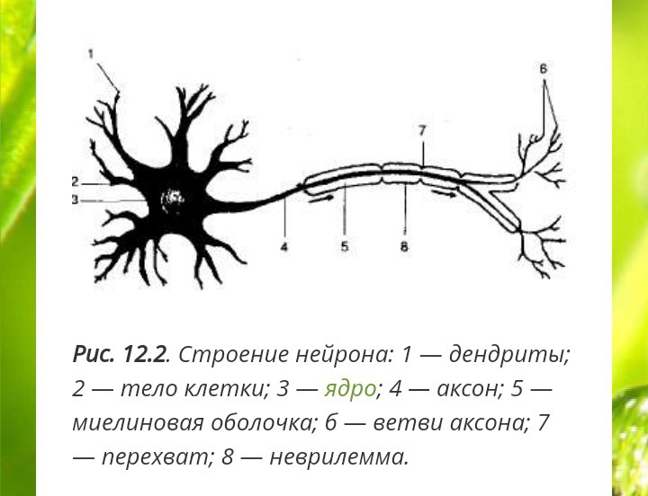 Строение нервной ткани рисунок